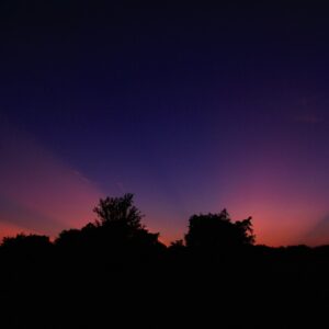 silhouette of trees during sunset