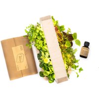 BerlinGreen GreenBox - Starter Deluxe Bundle - Birke