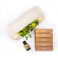 BerlinGreen GreenBox - Great Variety Bundle - Birke