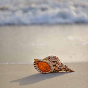 brown and white conch on seashore